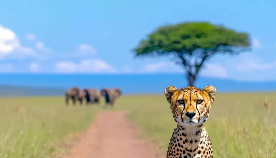 The industry in Europe must decide whether it wants to act like a fast, adaptable cheetah in the future - or like a sluggish elephant struggling with its own weight.